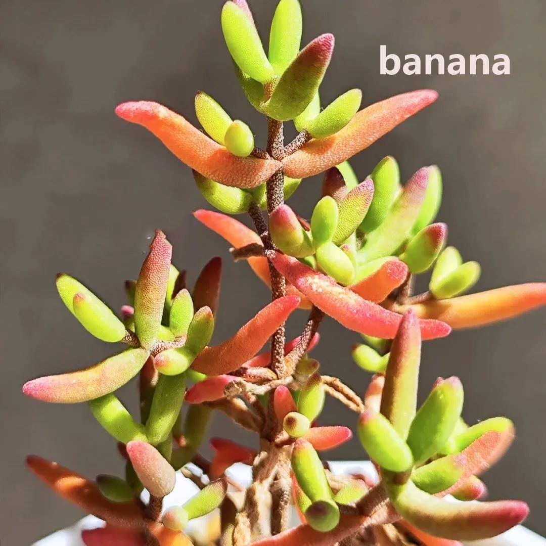 🔥Hot sale🌵Branch and trunk almond succulent plants🌱Easy to grow