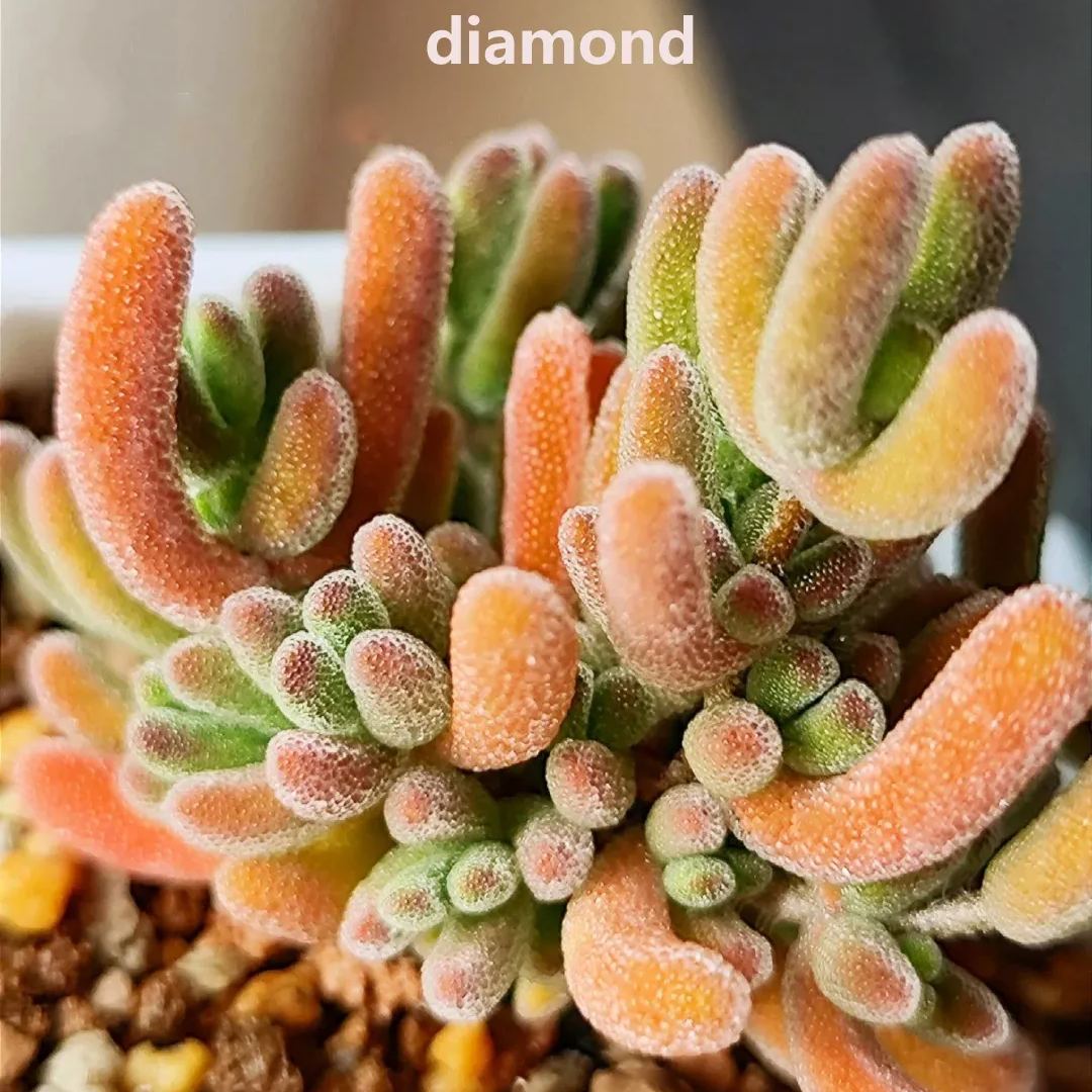 🔥Hot sale🌵Branch and trunk almond succulent plants🌱Easy to grow