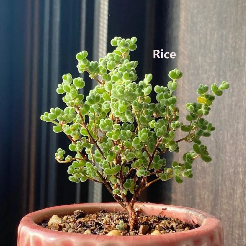 🔥Hot sale🌵Branch and trunk almond succulent plants🌱Easy to grow
