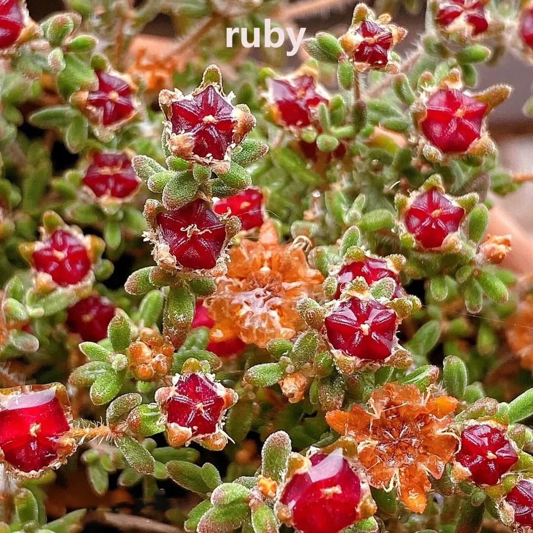 🔥Hot sale🌵Branch and trunk almond succulent plants🌱Easy to grow