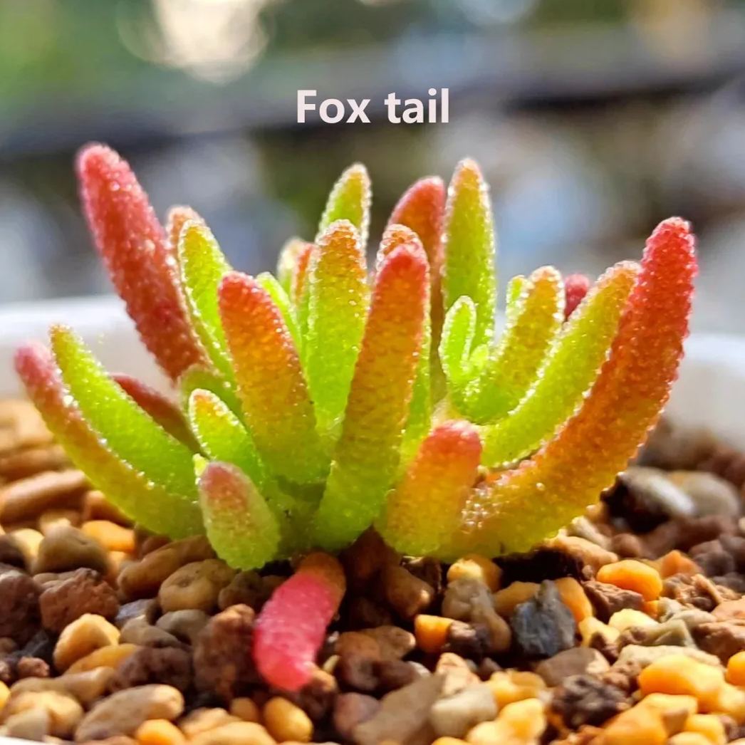 🔥Hot sale🌵Branch and trunk almond succulent plants🌱Easy to grow