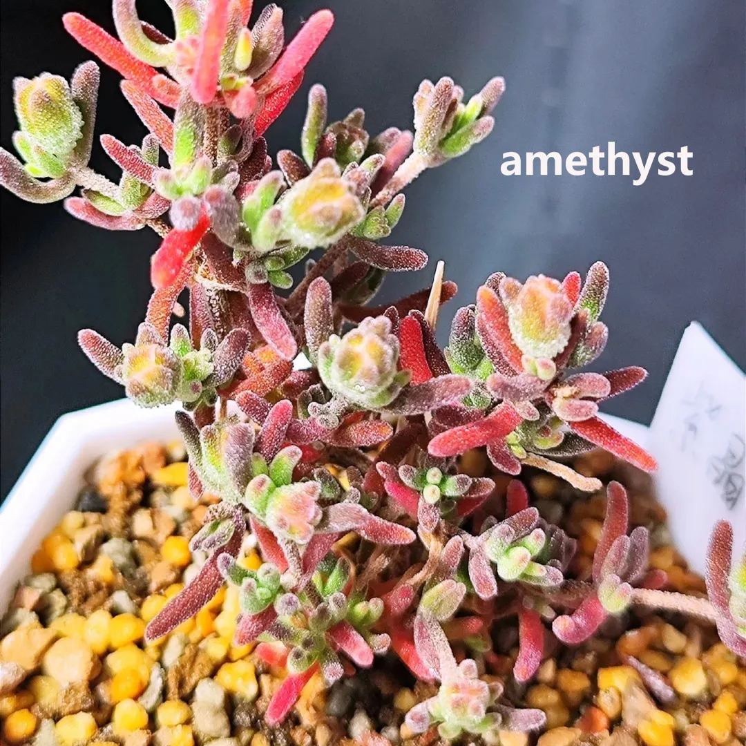 🔥Hot sale🌵Branch and trunk almond succulent plants🌱Easy to grow