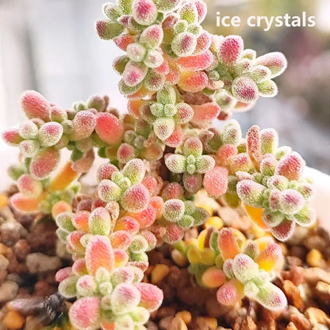 🔥Hot sale🌵Branch and trunk almond succulent plants🌱Easy to grow