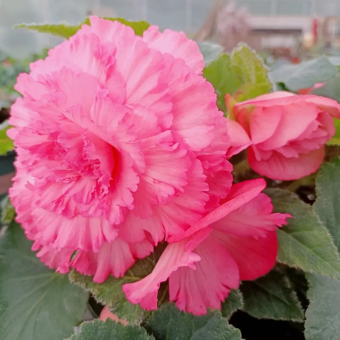 Begonia Tuberhybrida Seeds