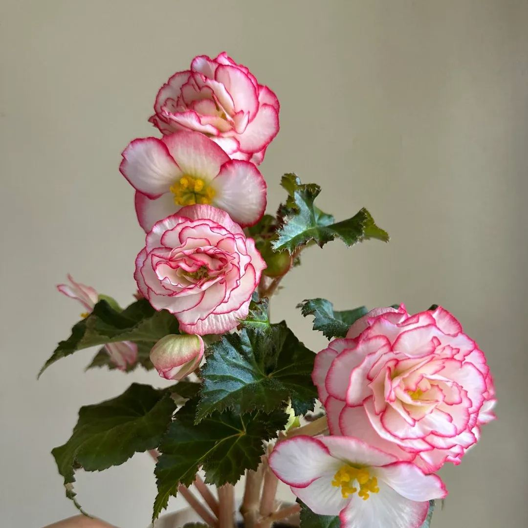 Begonia Tuberhybrida Seeds