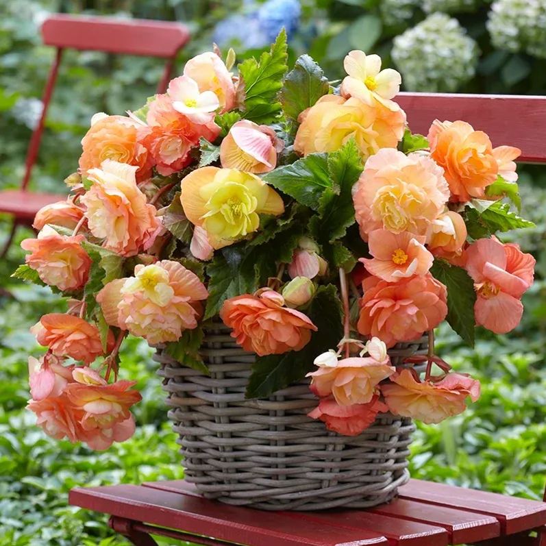 Begonia Tuberhybrida Seeds