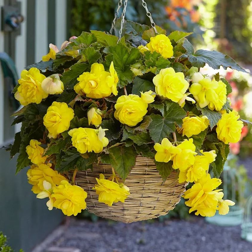 Begonia Tuberhybrida Seeds
