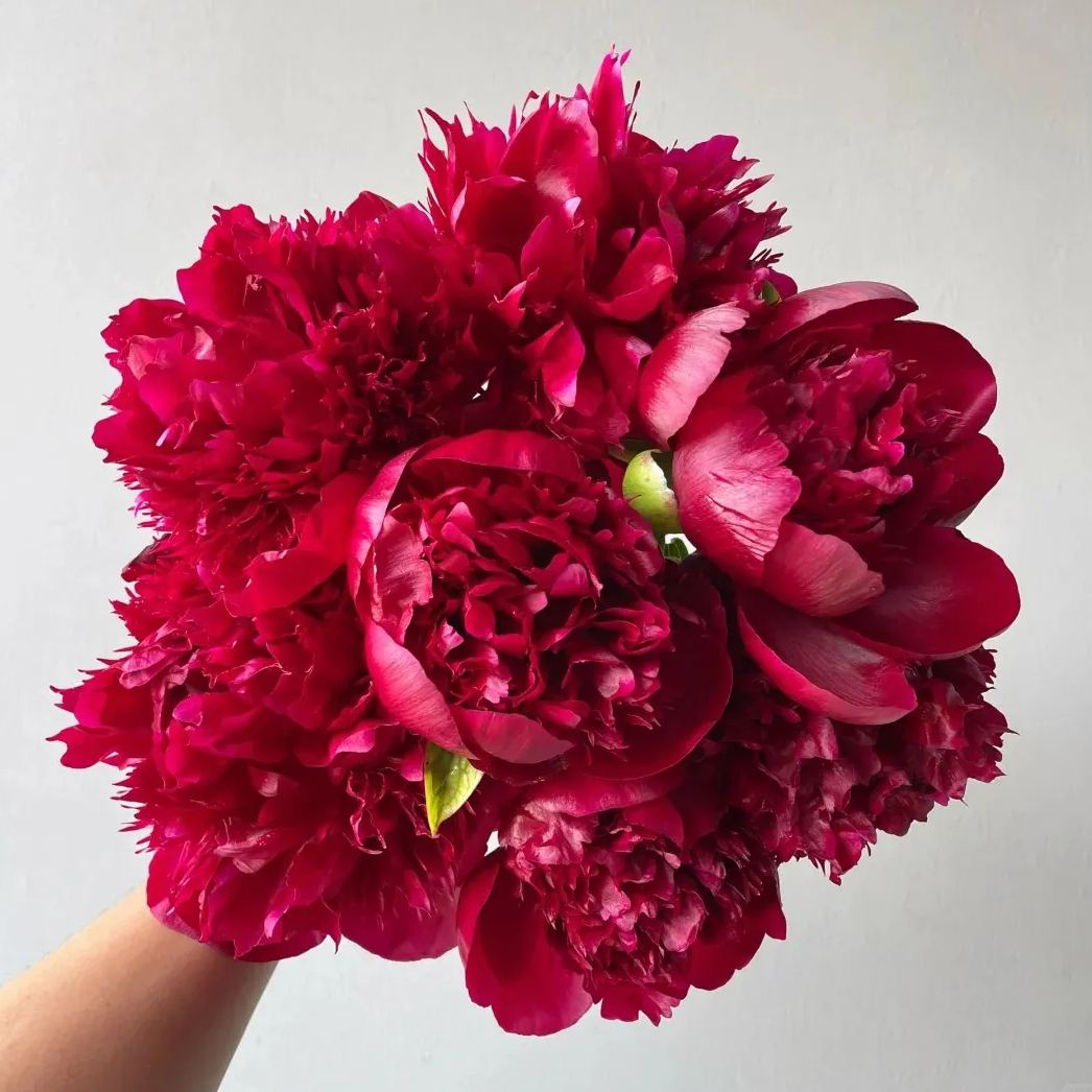 💥Popular products🌸Peony seeds🌈Colorful flowers