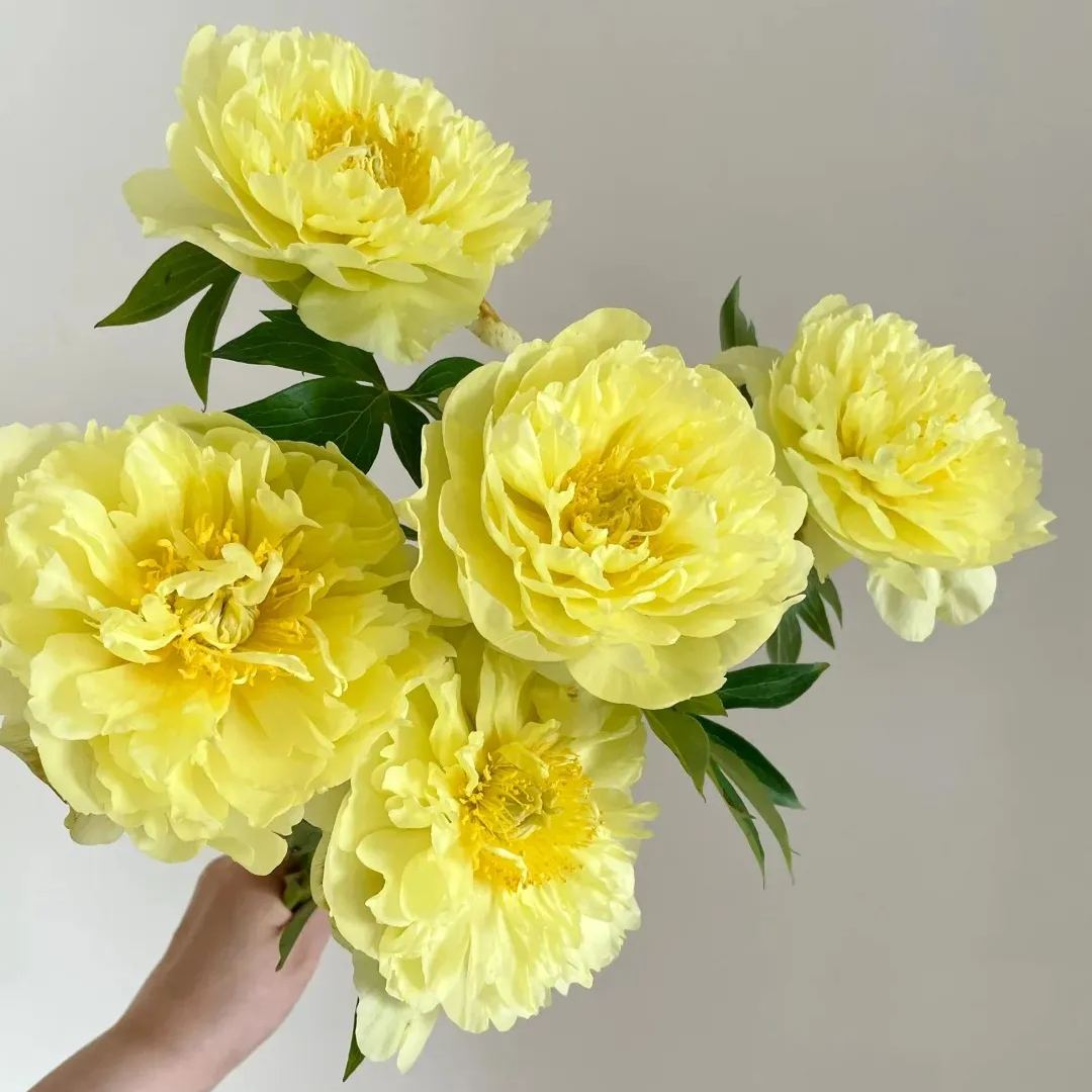 💥Popular products🌸Peony seeds🌈Colorful flowers