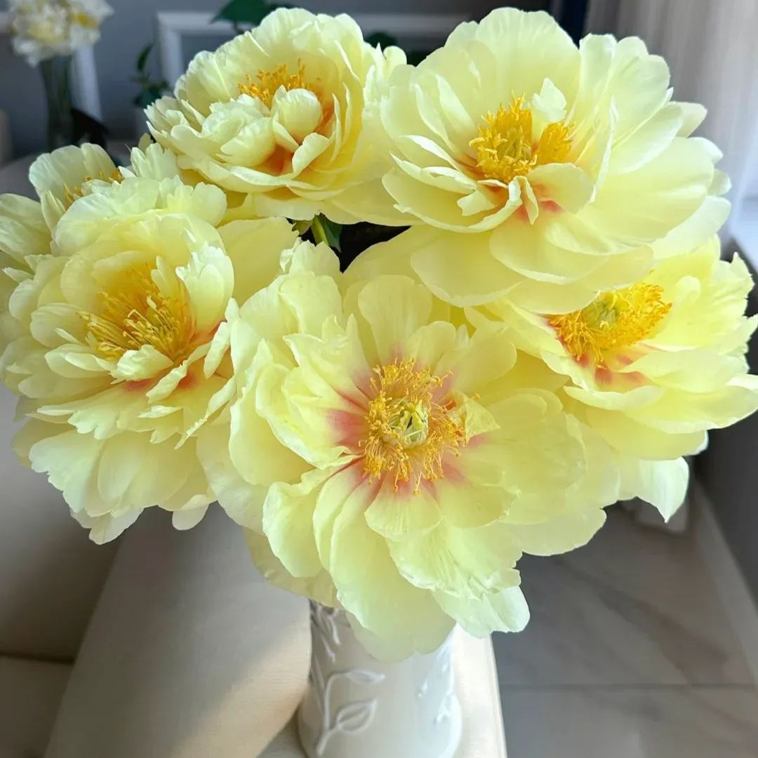 💥Popular products🌸Peony seeds🌈Colorful flowers