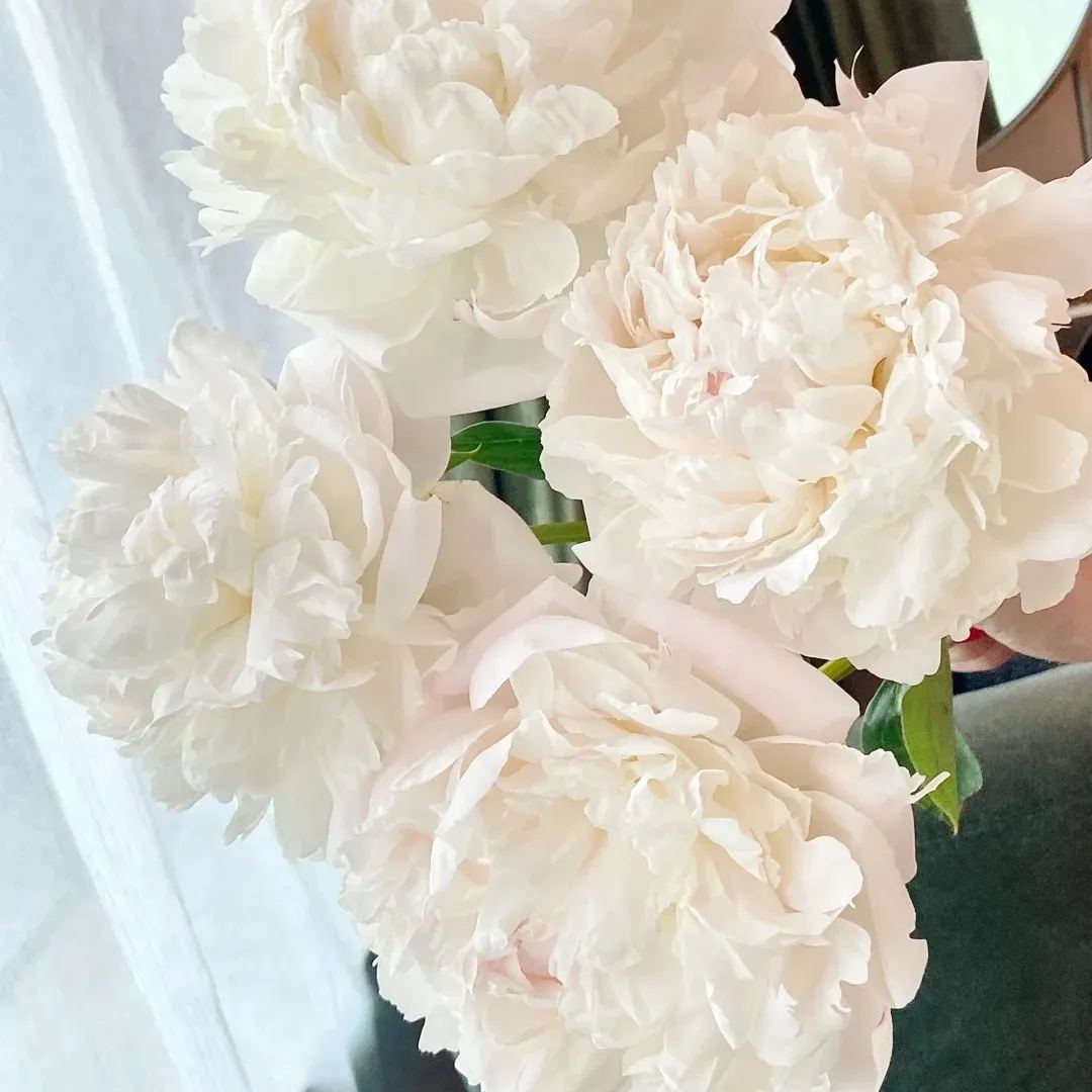 💥Popular products🌸Peony seeds🌈Colorful flowers