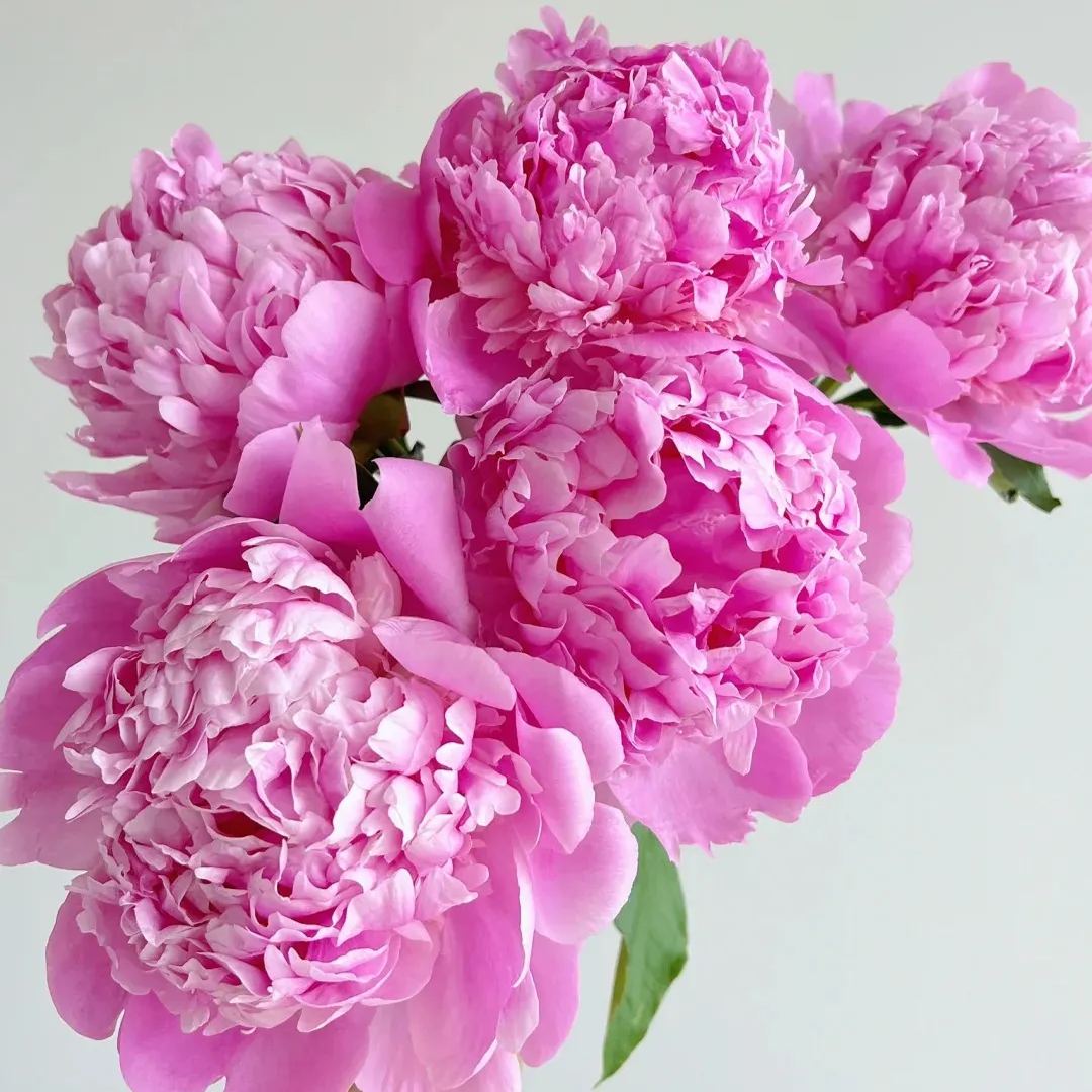 💥Popular products🌸Peony seeds🌈Colorful flowers