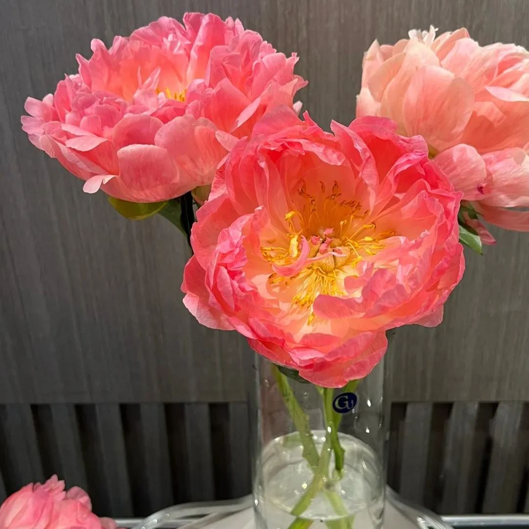 💥Popular products🌸Peony seeds🌈Colorful flowers