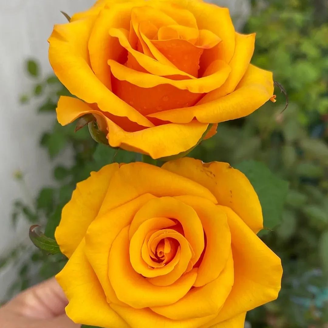 🔥53% OFF!🌹Rare Rose Seeds