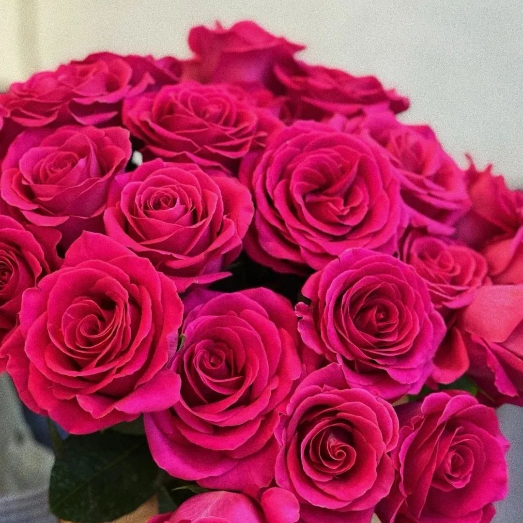 🔥53% OFF!🌹Rare Rose Seeds