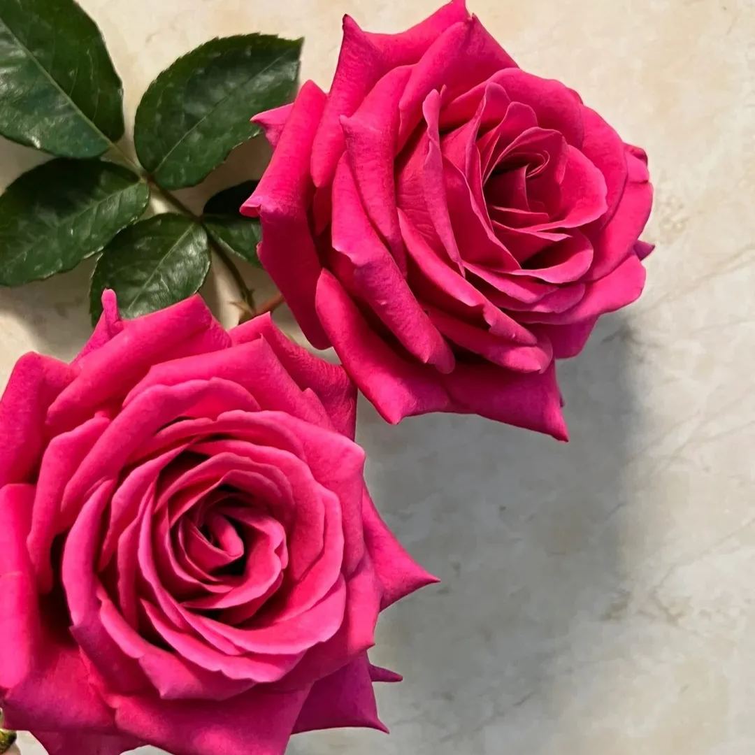 🔥53% OFF!🌹Rare Rose Seeds