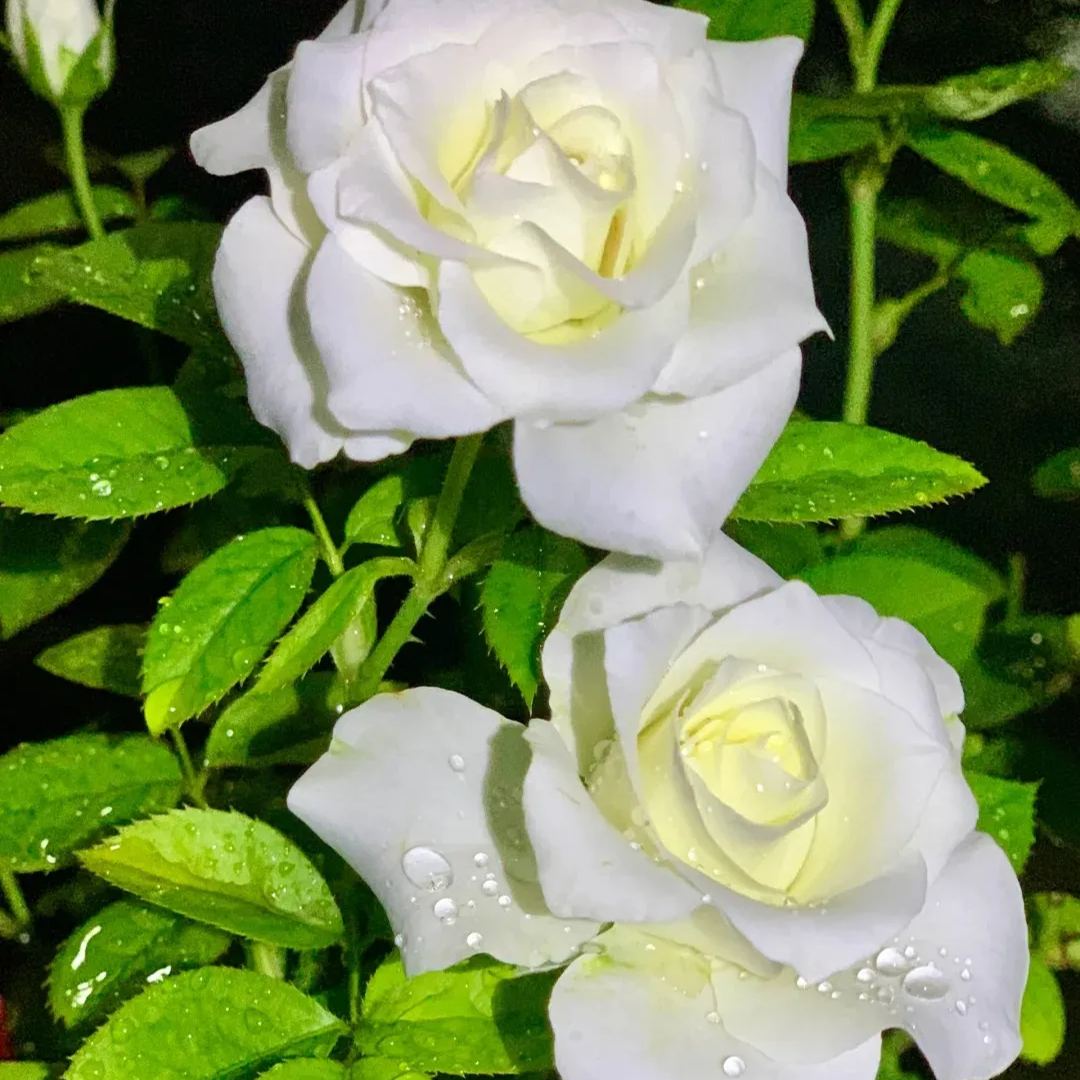 🔥53% OFF!🌹Rare Rose Seeds
