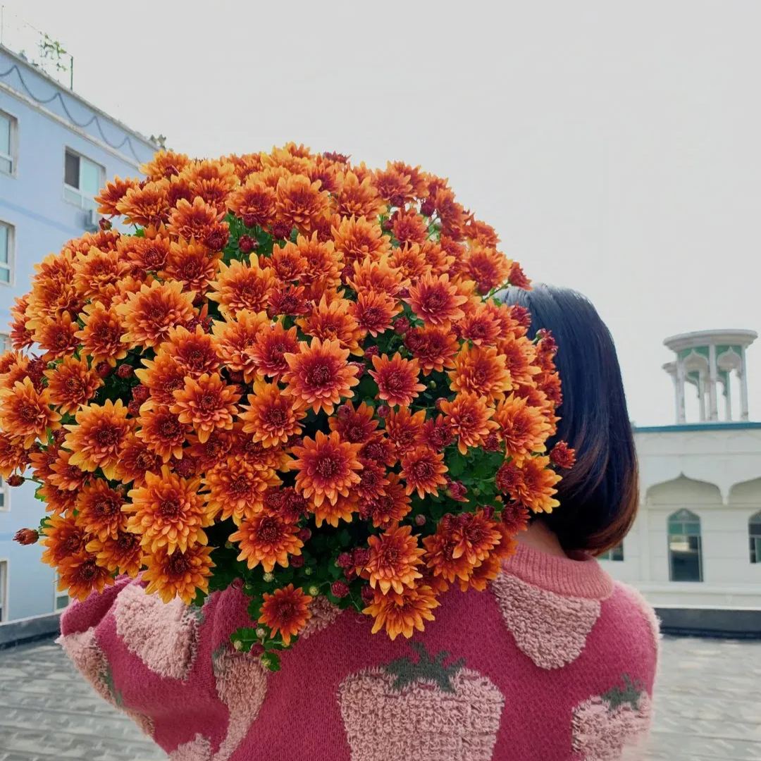 💥Hot-selling products🌼Candy chrysanthemum🌈Colorful chrysanthemum
