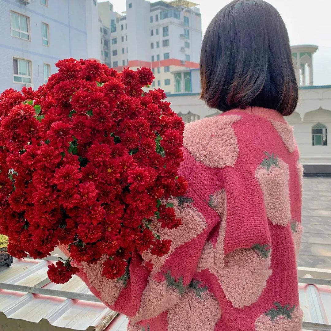 💥Hot-selling products🌼Candy chrysanthemum🌈Colorful chrysanthemum