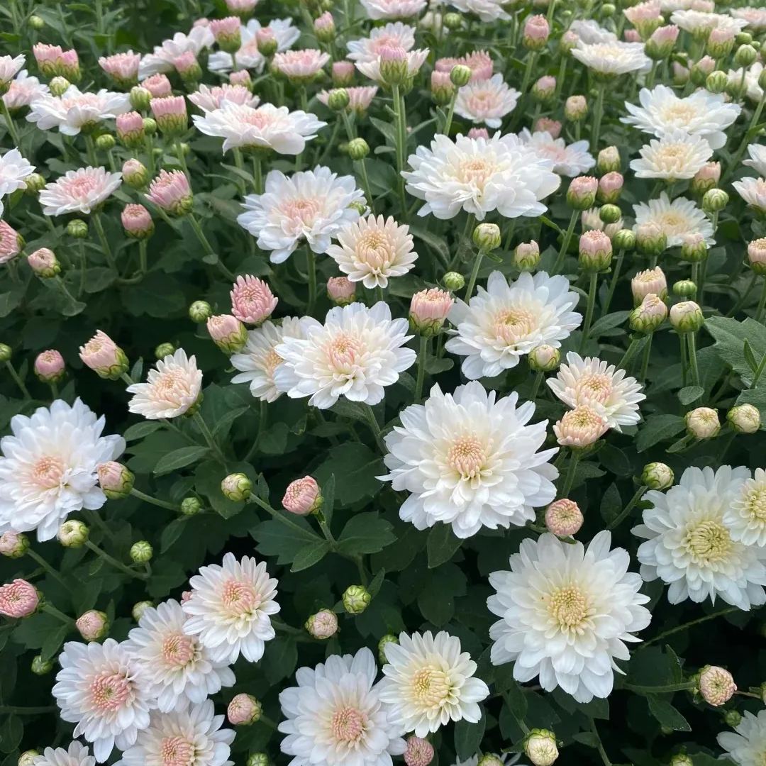 💥Hot-selling products🌼Candy chrysanthemum🌈Colorful chrysanthemum