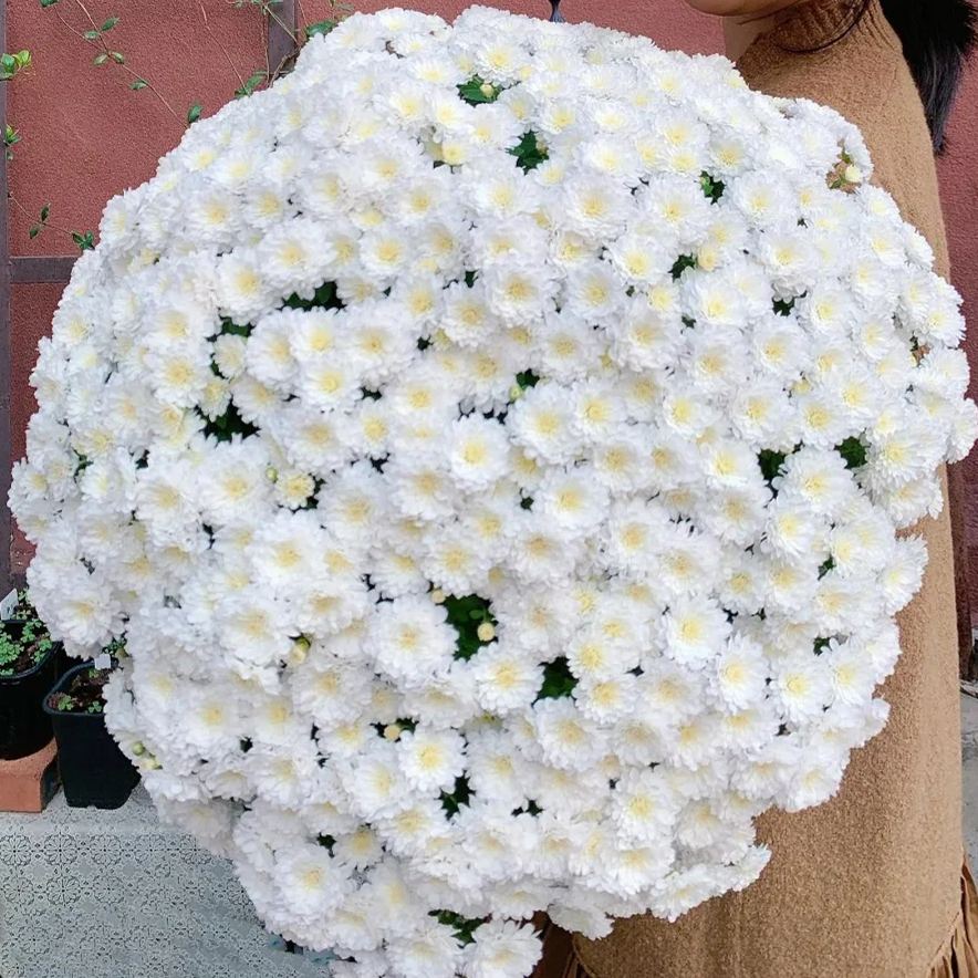 💥Hot-selling products🌼Candy chrysanthemum🌈Colorful chrysanthemum