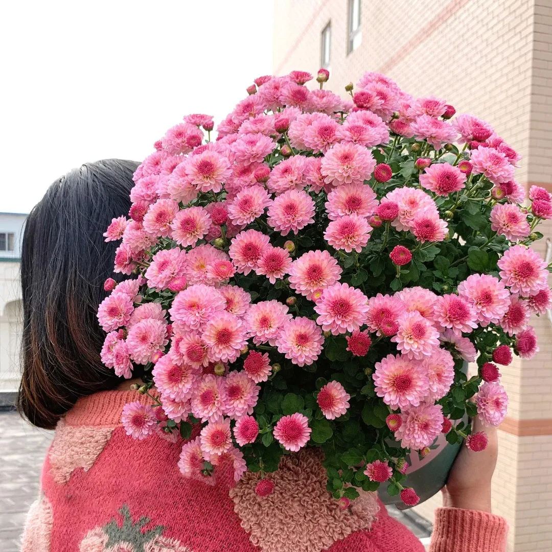 💥Hot-selling products🌼Candy chrysanthemum🌈Colorful chrysanthemum