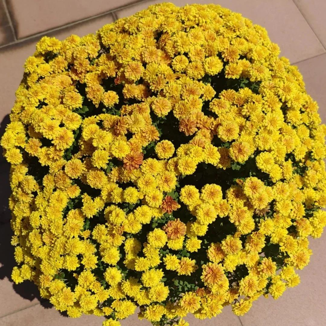 💥Hot-selling products🌼Candy chrysanthemum🌈Colorful chrysanthemum