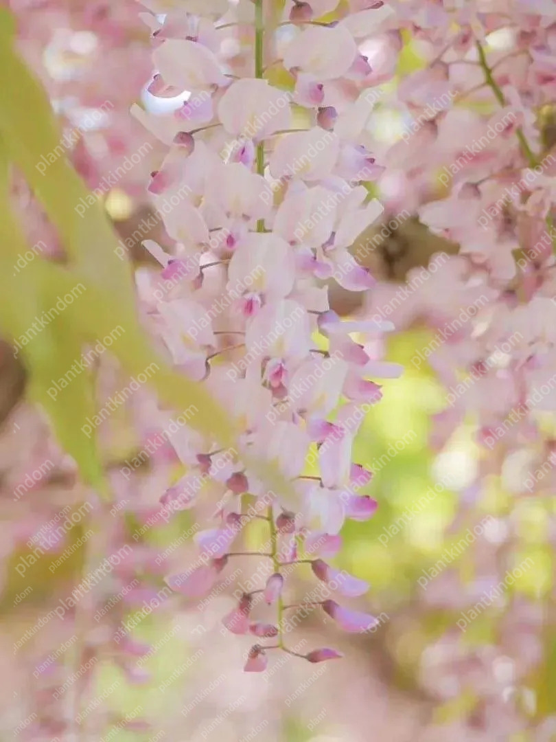 🚨50%OFF🚀Hot Selling💜Purple Wisteria Vine Seeds 