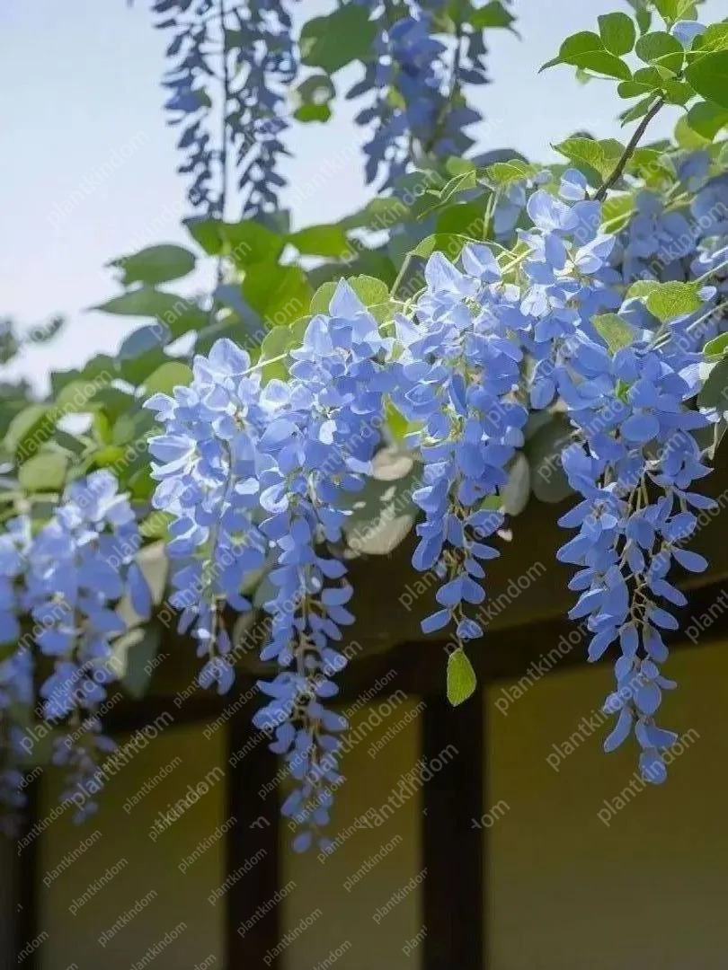 🚨50%OFF🚀Hot Selling💜Purple Wisteria Vine Seeds 