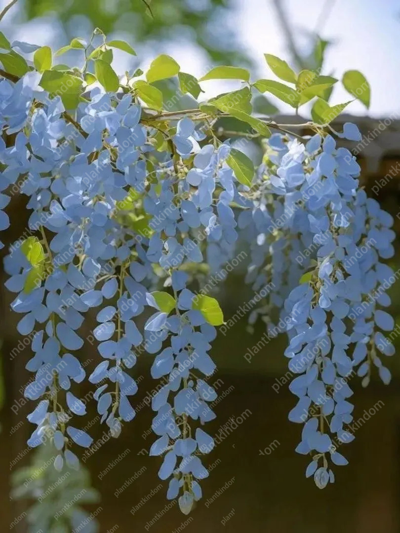 🚨50%OFF🚀Hot Selling💜Purple Wisteria Vine Seeds 