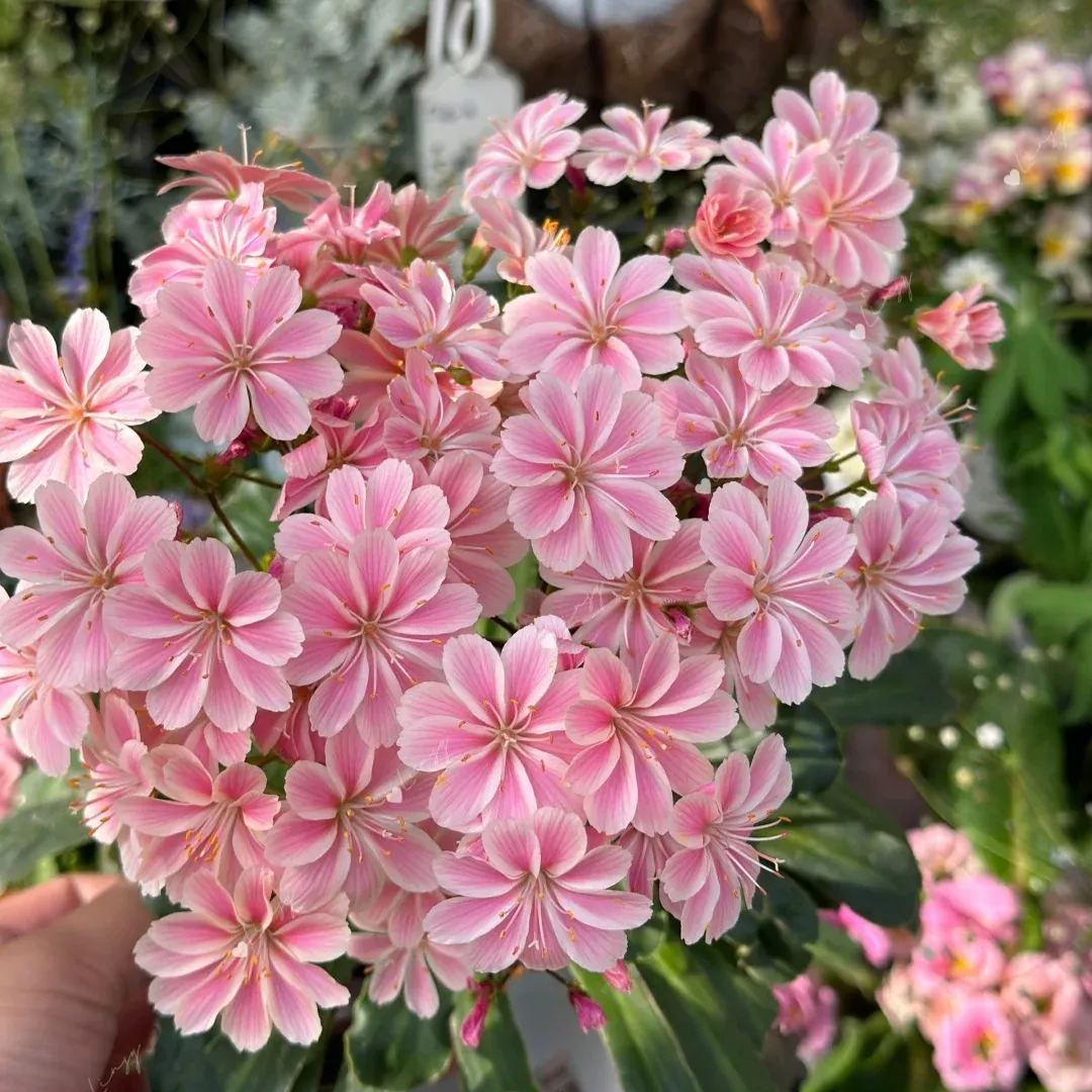 High quality dew microflower seeds