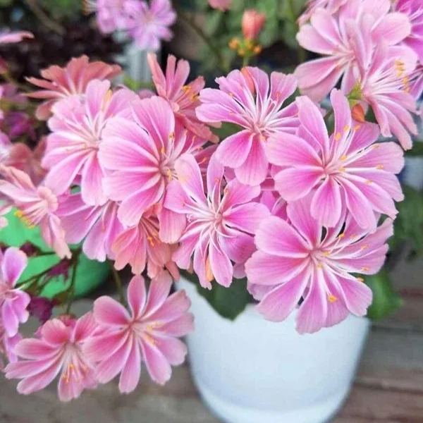 High quality dew microflower seeds