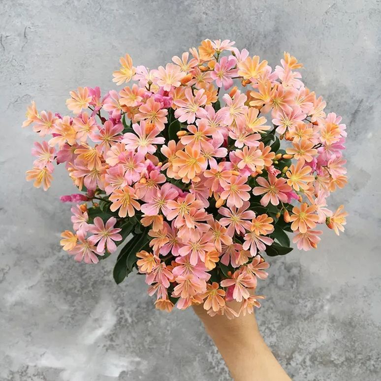 High quality dew microflower seeds