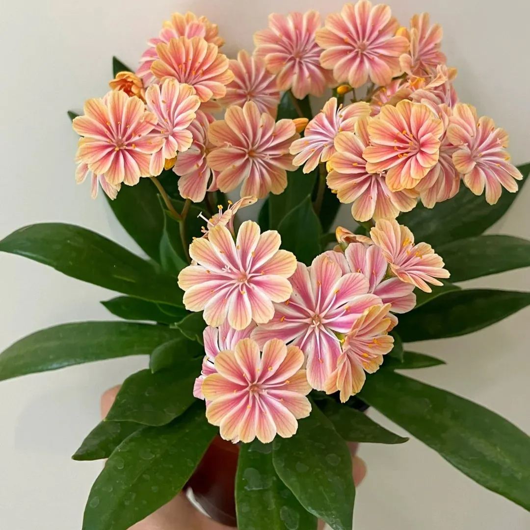 High quality dew microflower seeds