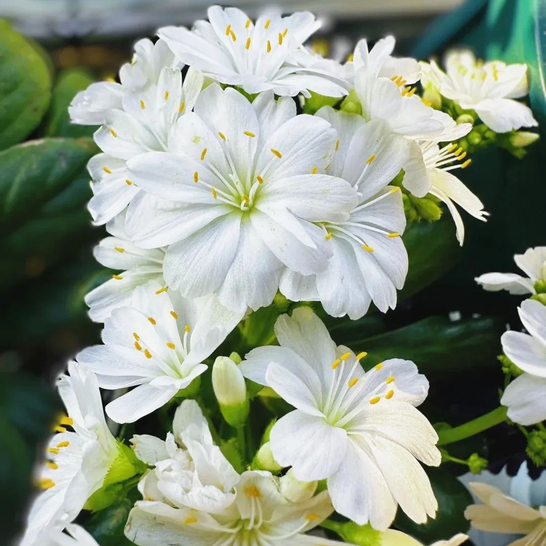 High quality dew microflower seeds