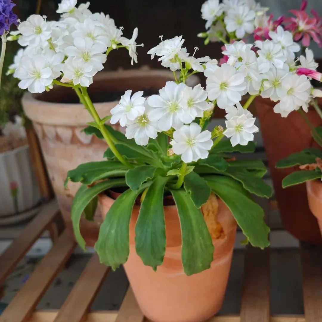 High quality dew microflower seeds