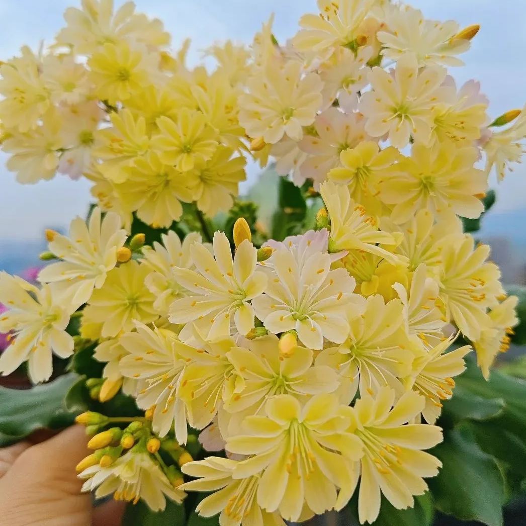 High quality dew microflower seeds