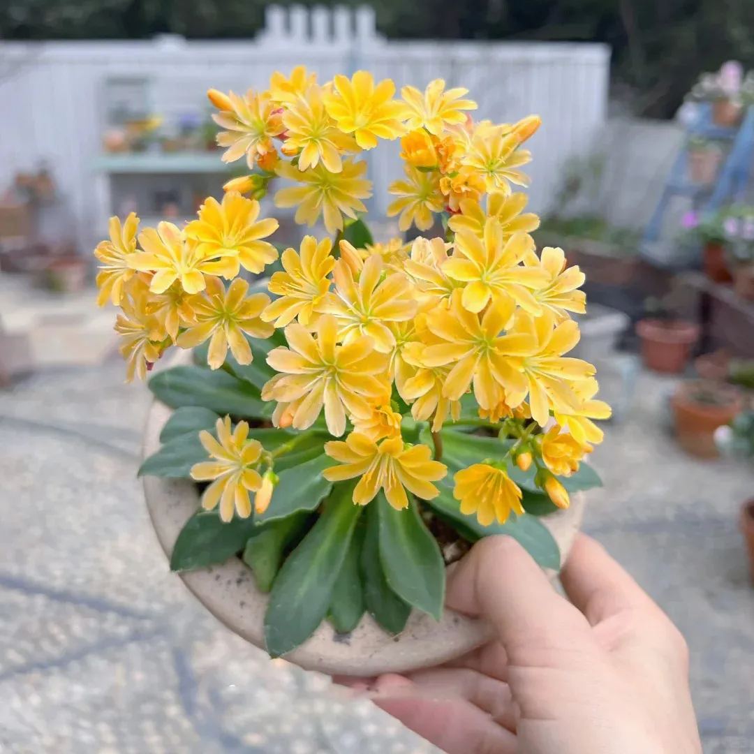 High quality dew microflower seeds