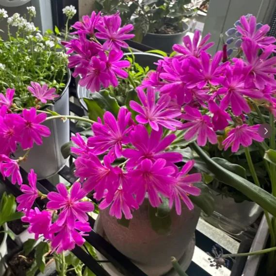 High quality dew microflower seeds