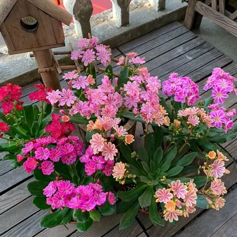 High quality dew microflower seeds