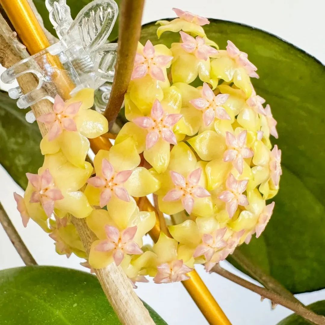 🌼Egrow 20Pcs/Pack Hoya Seeds Potted Seed Hoya Carnosa Flower Seed