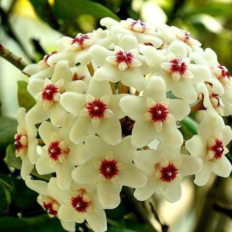 🌼Egrow 20Pcs/Pack Hoya Seeds Potted Seed Hoya Carnosa Flower Seed