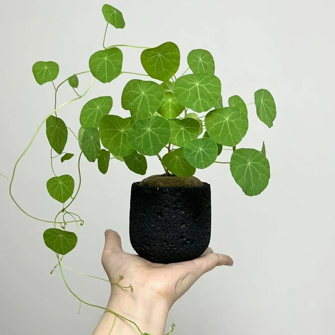 ✨Limited Time Special Offer Mountain Turtle Seeds