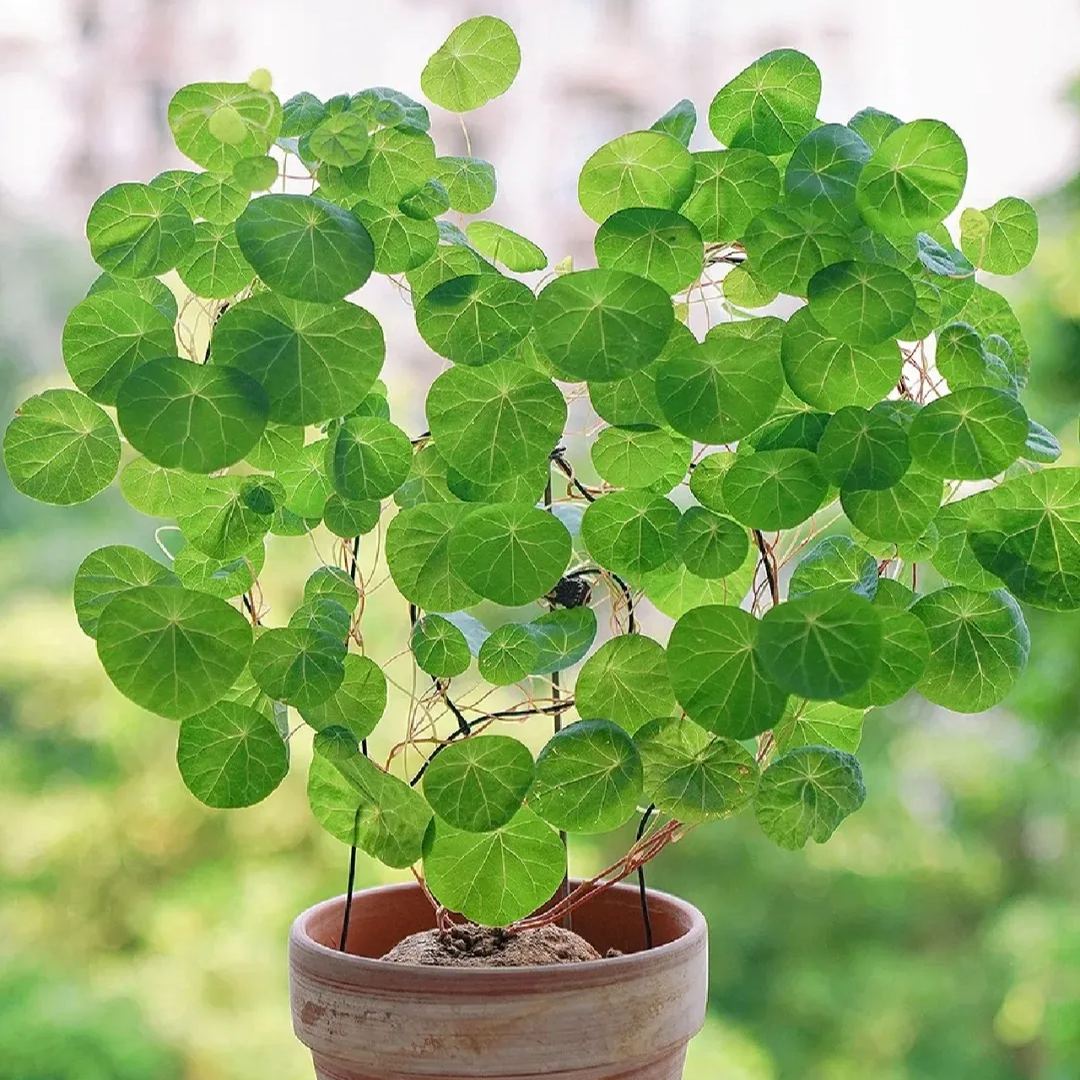 ✨Limited Time Special Offer Mountain Turtle Seeds