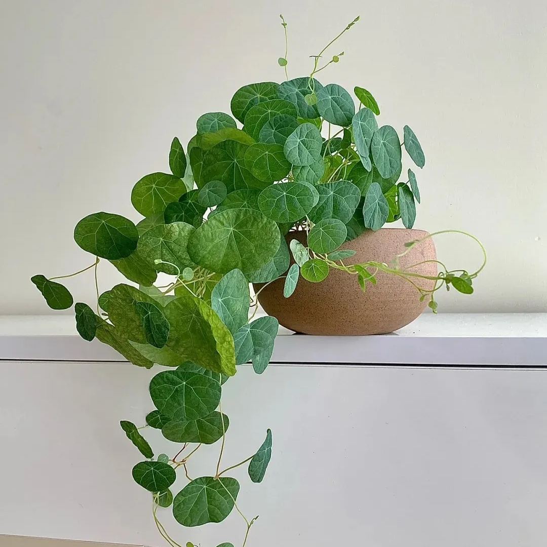 ✨Limited Time Special Offer Mountain Turtle Seeds