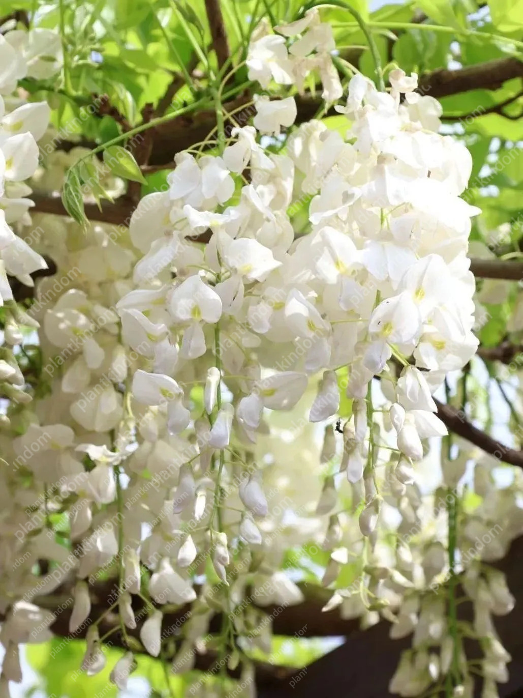 🚨50%OFF🚀Hot Selling💜Purple Wisteria Vine Seeds 