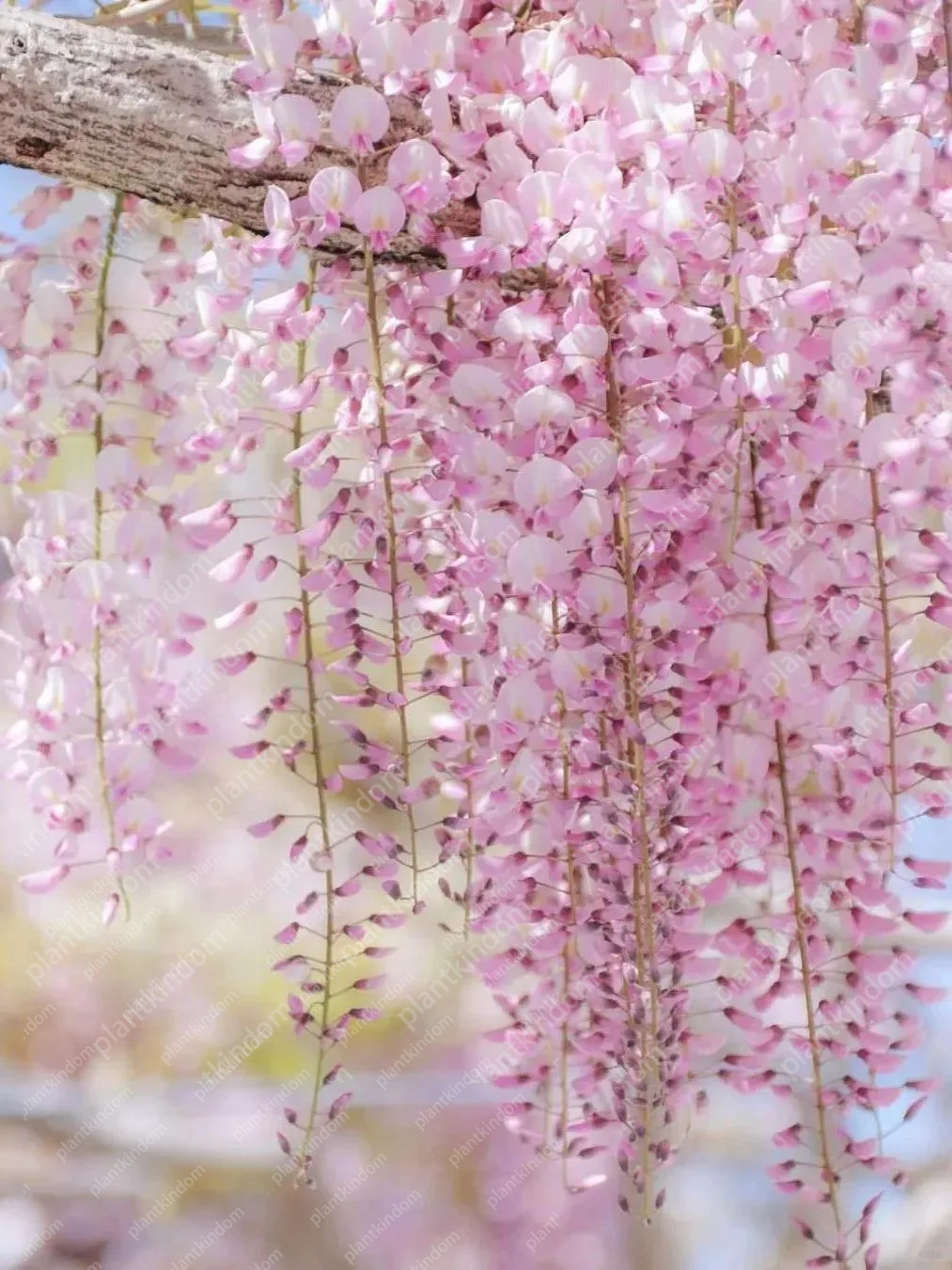 🚨50%OFF🚀Hot Selling💜Purple Wisteria Vine Seeds 