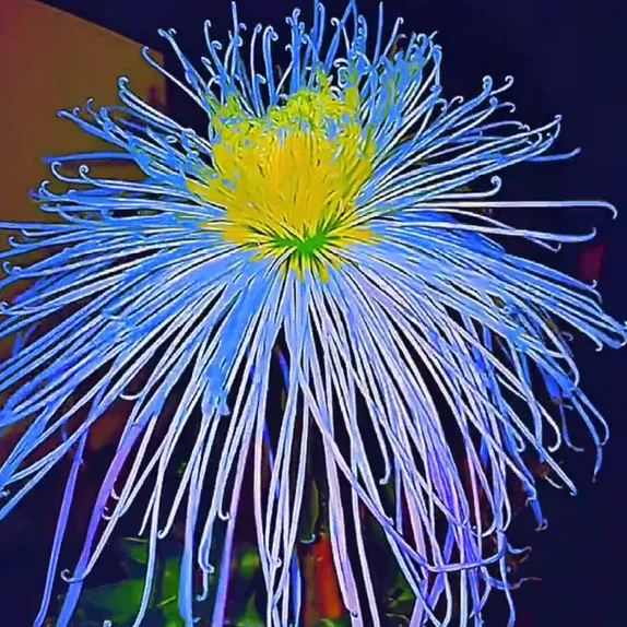 Beautiful Rare Golden Daisy🌻Easy