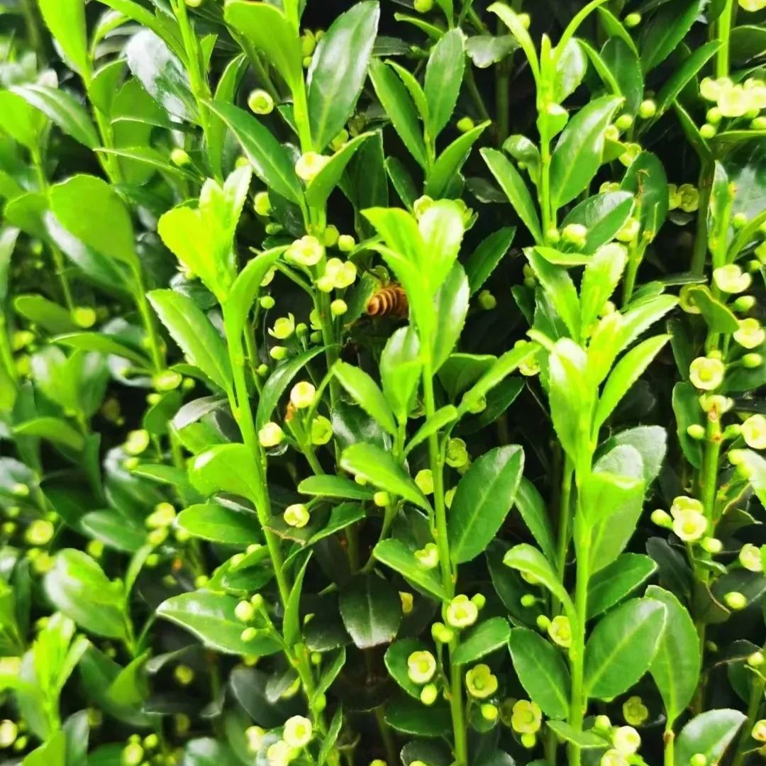 🔥Limited Time Special Offer🎍Upright Holly Seeds