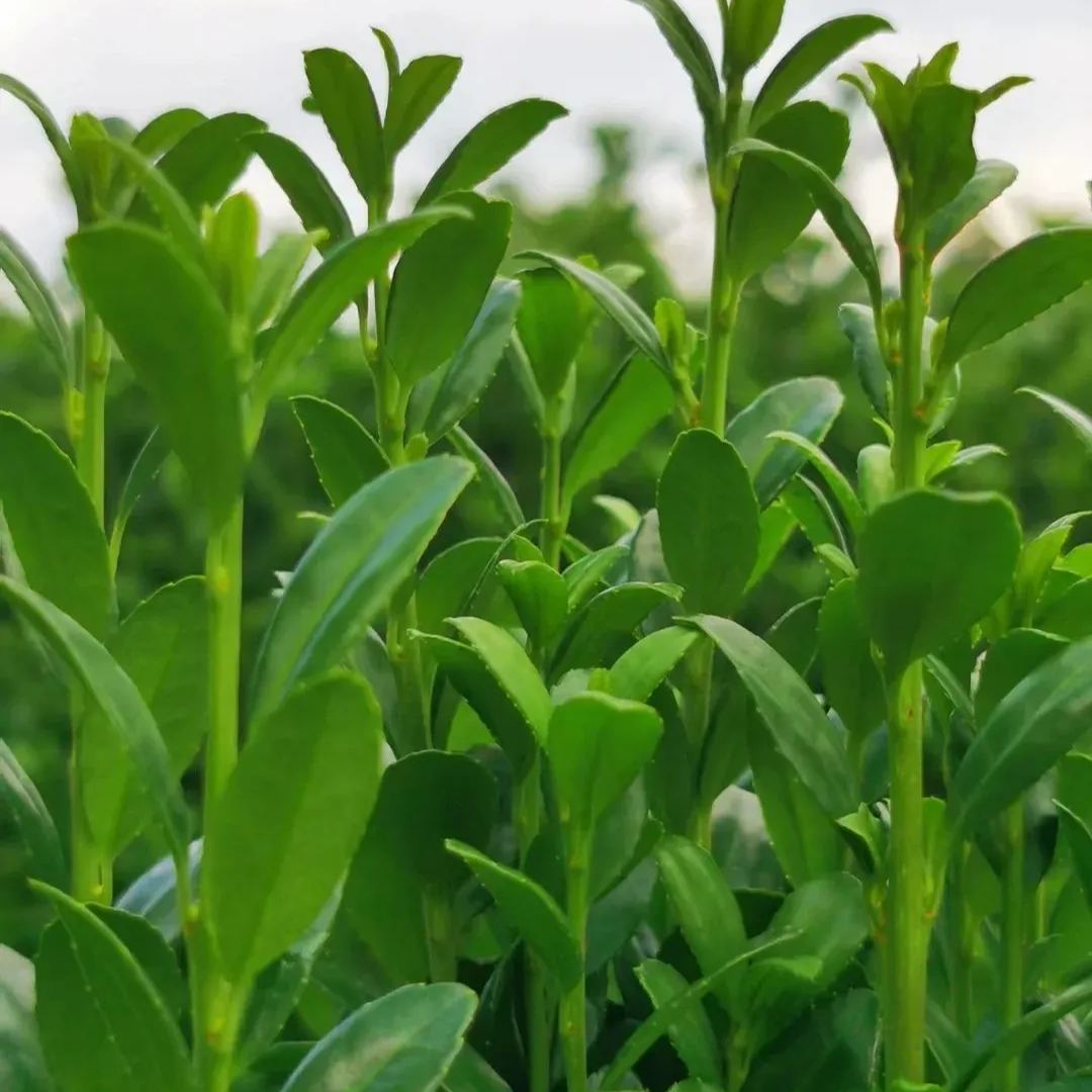 🔥Limited Time Special Offer🎍Upright Holly Seeds